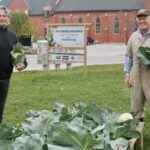 Eric Haverkamp, board chair, and Tony Stam, a member of the leadership group at Church Out Serving, harvesting cabbage in October 2020. (ASHLEY TAYLOR, The Simcoe Reformer)