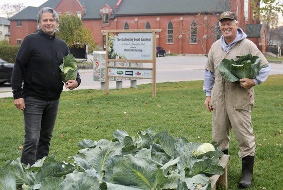 Eric Haverkamp, board chair, and Tony Stam, a member of the leadership group at Church Out Serving, harvesting cabbage in October 2020. (ASHLEY TAYLOR, The Simcoe Reformer)