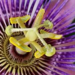 Jenn "Hope Springs Eternal"