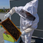 Bees strathearnesuites 05 2022 (22) 2