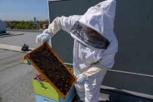 Bees strathearnesuites 05 2022 (22) 2