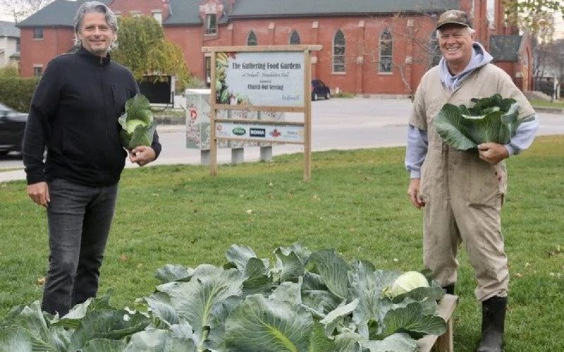 Church Out Serving at community gardens at Hambleton Hall, Simcoe Eric Haverkamp, board chair, and Tony Stam, a member of the leadership group at Church Out Serving, harvesting cabbage in October 2020. (ASHLEY TAYLOR, The Simcoe Reformer)